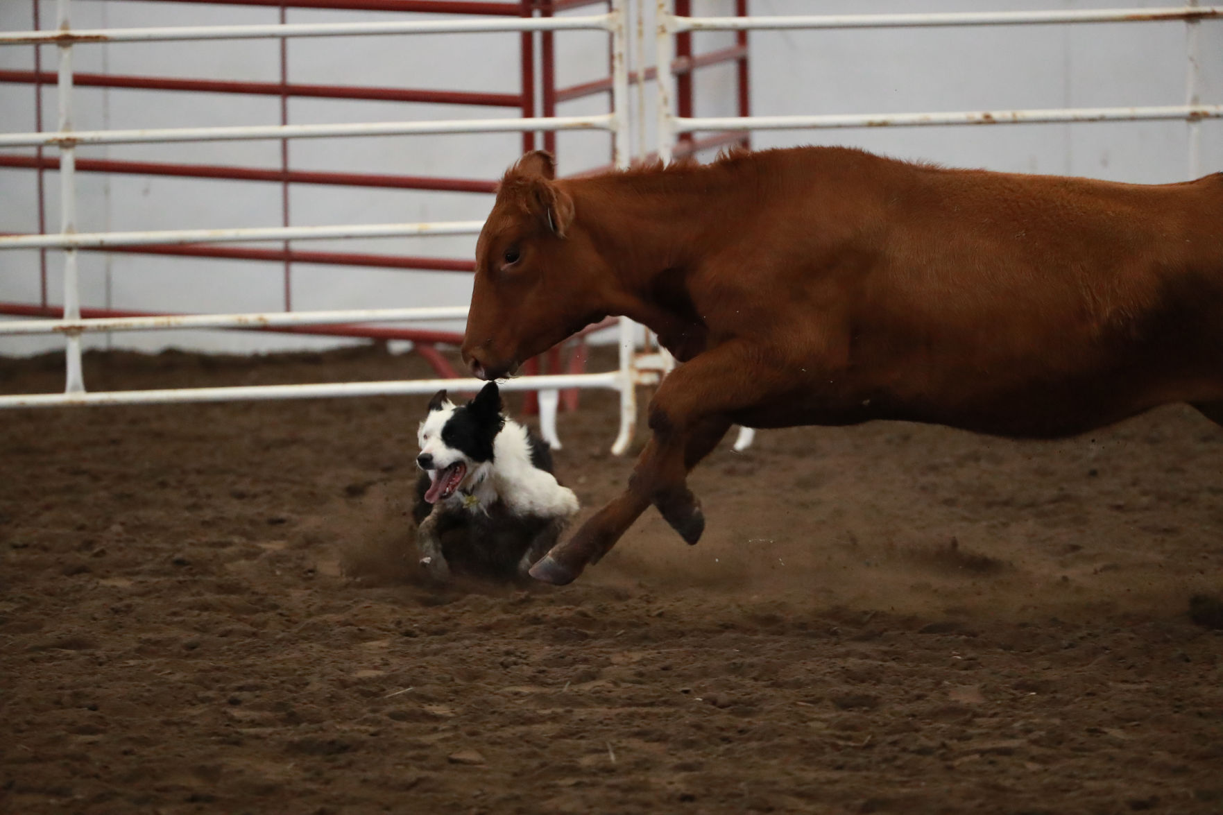 082819_StateFair0016_bjs.jpg